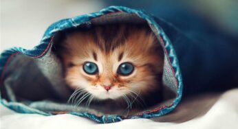 Bật mí ý nghĩa khi nằm mơ thấy mèo con