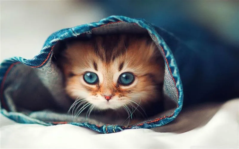 Bật mí ý nghĩa khi nằm mơ thấy mèo con